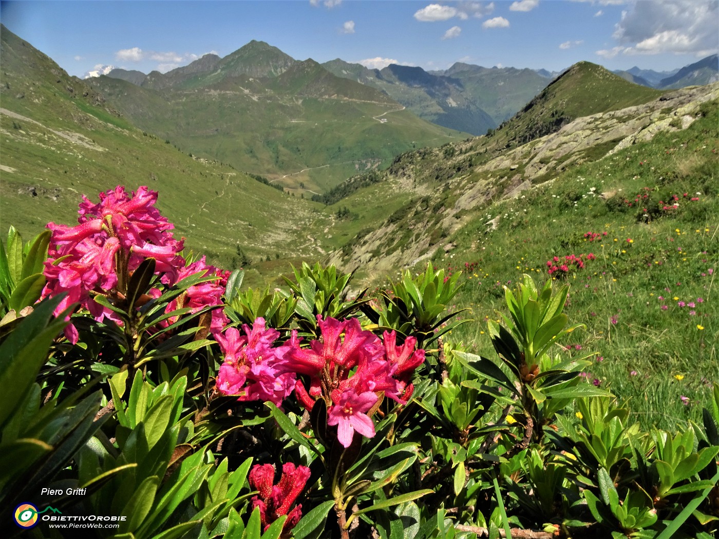 67 Distese di Rhododendron ferrugineum (Rododendro rosso) sulla traccia per Val Ponteranica.JPG